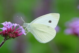 Meer dan 100.000 vlinders gezien tijdens Nationale Tuinvlindertelling