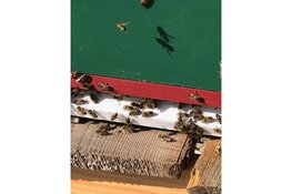 Natuurbegraafplaats Geestmerloo zorgt voor de bijtjes