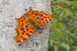 Doe mee met de tuinvlindertelling van 15 t/m 17 juli