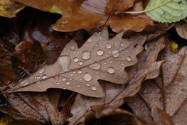 Start van de herfst brengt omslag in weer