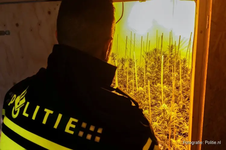 Hennepkwekerij aangetroffen in Oud-Beijerland