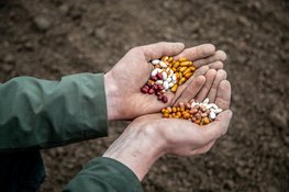 HAK doet smaaktest met vergeten peulvruchten tijdens Bean There Festival